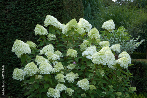 Tableau sur toile Hydrangea limelight , Hortensia, Hydrangea