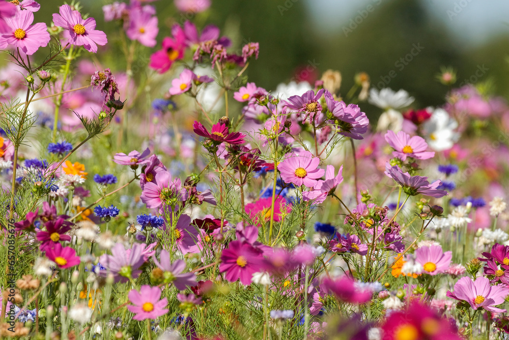 Friche fleurie, Cosmos bipinnatus, Cosmos Friche fleurie, Cosmos bipinnatus, Cosmos
