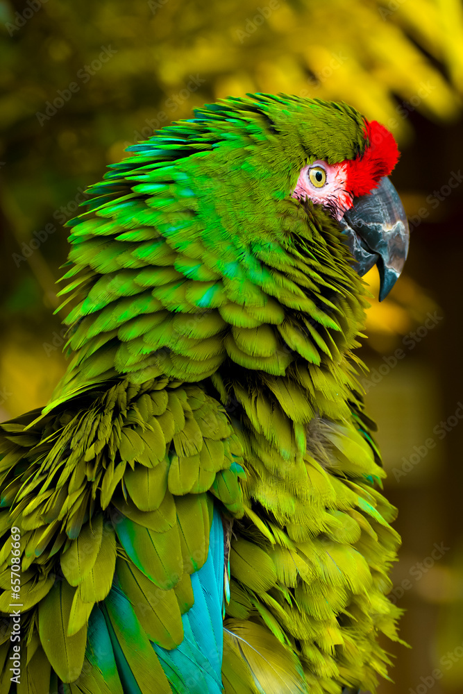 Fototapeta premium Green macaw