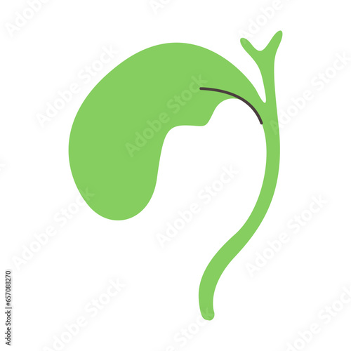 gallbladder illustration