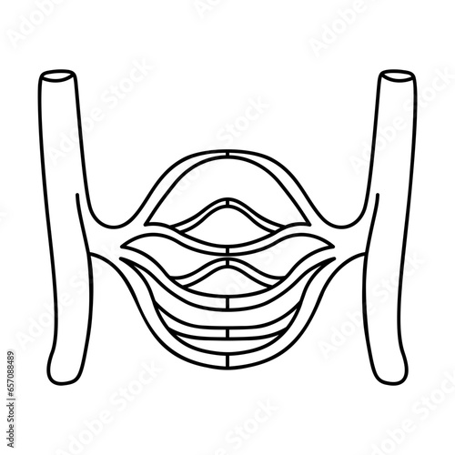 capillaries illustration