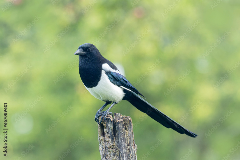 Fototapeta premium European Magpie Pica pica sitting on a dead branch