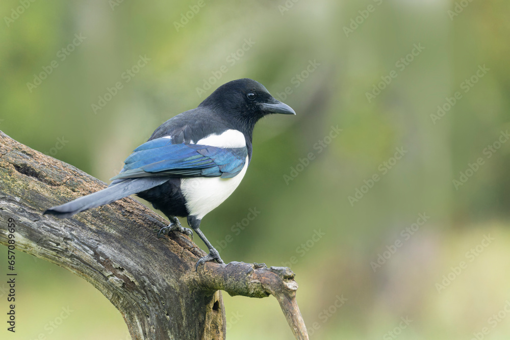 Fototapeta premium European Magpie Pica pica sitting on a dead branch