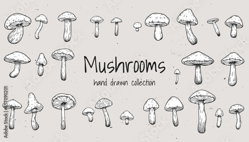 Set of hand drawn illustrations of various mushrooms champignons, fly agarics, white mushroom, oyster mushrooms. Perfect for adding a vintage and organic touch to culinary projects. Not AI generated. photo