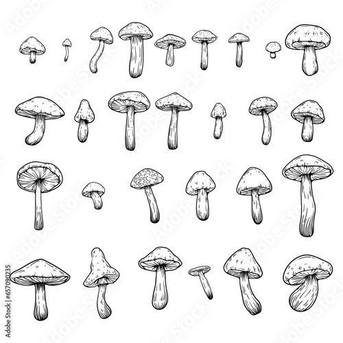 Set of hand drawn illustrations of various mushrooms champignons, fly agarics, white mushroom, oyster mushrooms. Perfect for adding a vintage and organic touch to culinary projects. Not AI generated.