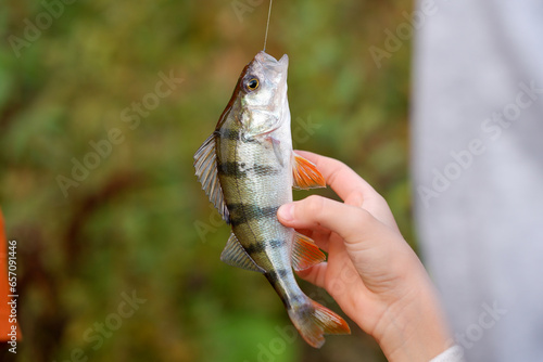 Fishing. A perch fish in kid hand against a background of nature photo
