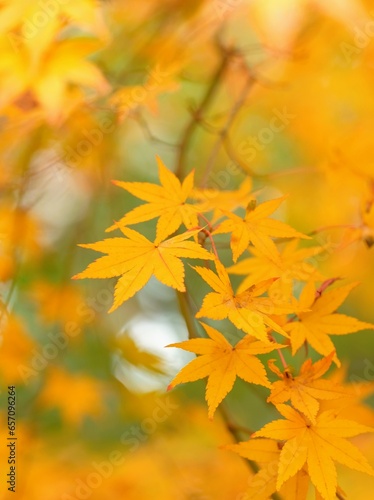 close up of autumn colored maple leaves	