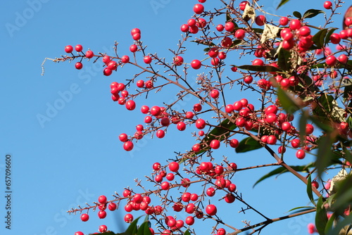 red berries of heavenly bamboo photo