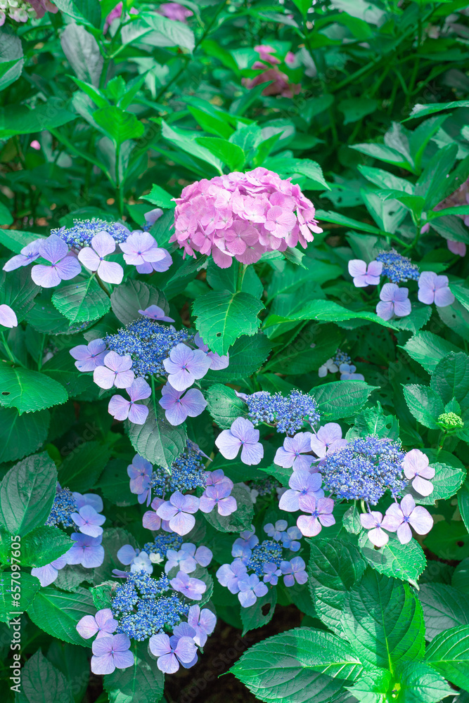 Naklejka premium カラフルな紫陽花