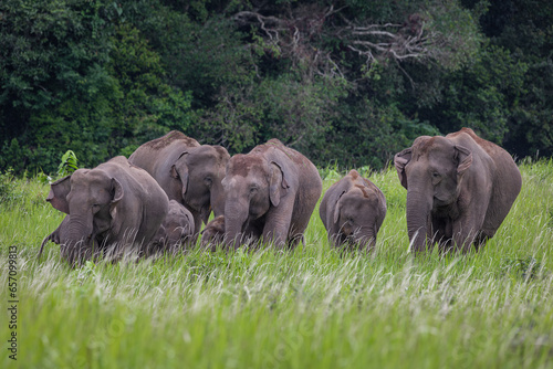 Herd of wild elephants eating food in the green grass field.