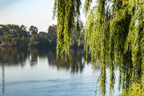 weeping willow and river