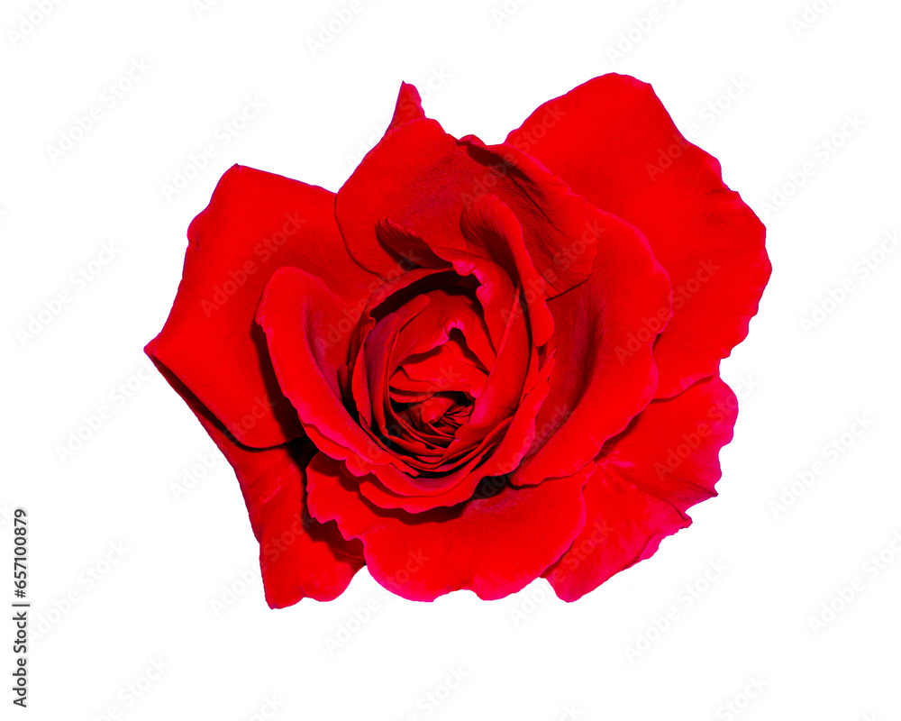 Red rose flower isolated without background. Festive bouquet of red ...