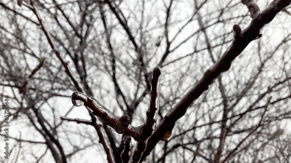 Plant stems covered with ice. Frozen branches Plant stems covered with ice. Frozen branches