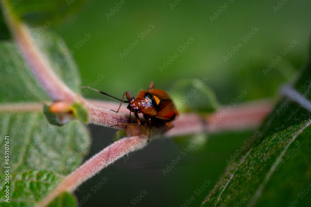 Punaise rouge, Deraeocoris ruber Punaise rouge, Deraeocoris ruber