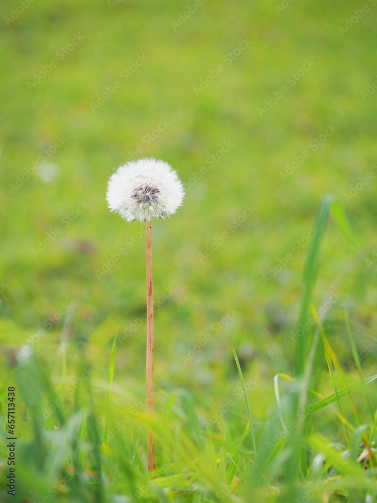 Selective focus white Dandelion, dandelion, For use in illustrations Background image or copy space Selective focus white Dandelion, dandelion, For use in illustrations Background image or copy space