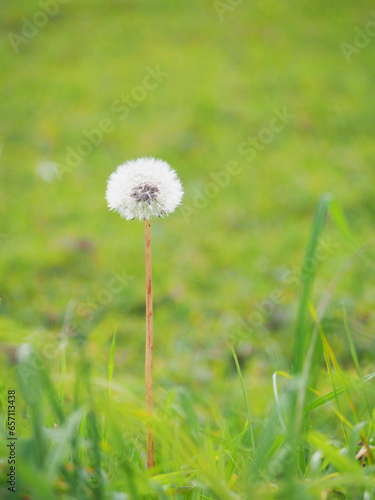 Selective focus white Dandelion  dandelion  For use in illustrations Background image or copy space