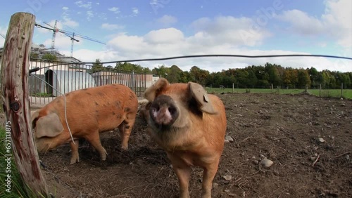 Two Inquistive Oxford Sandy and Black Pigs Through Ultra Wide Angle Lens, Ireland photo