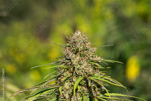 Mature Marijuana Plant with Bud and Leaves. Texture of Marijuana Plants at Indoor Cannabis Farm. Cannabis Plants Growing outdoor with Big Marijuana Buds. Marijuana poster.Close up.