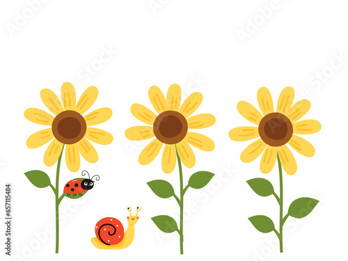 Sunflower field with green leaves, snail cartoon and lady bug cartoons on white background vector illustration.