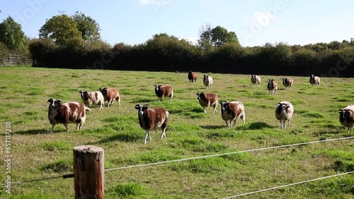 Very Noisy Flock of Jacob Sheep Bleating and Walking Over, Ireland