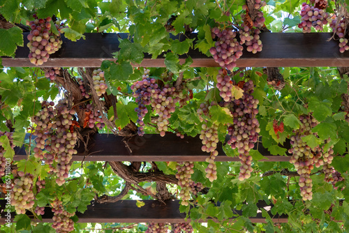 Bild auf Leinwand Grape ripe pink skinned hanging at pergola background