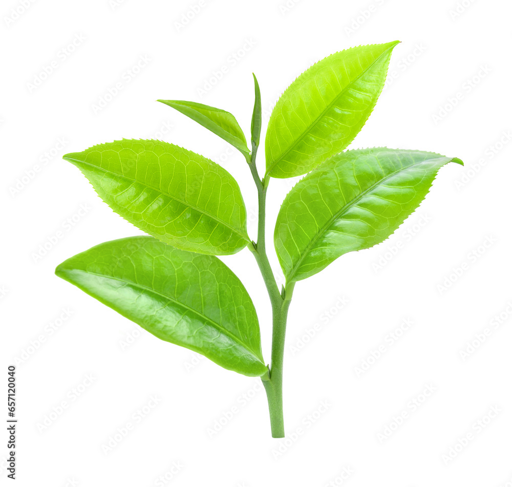 Fototapeta premium tea leaf isolated on transparent png