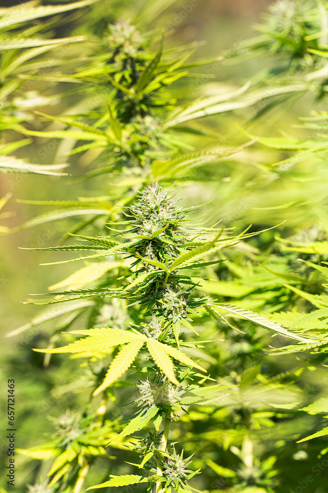 Mature Marijuana Plant With Bud And Leaves Texture Of Marijuana Plants Mature Marijuana Plant With Bud And Leaves Texture Of Marijuana Plants