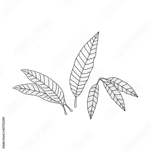 Mango leaf doodle hand drawing set vector illustration in sketch art isolated on white background