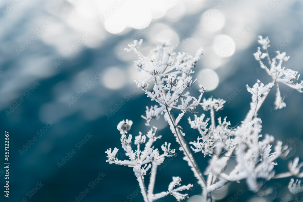 Frosted plants on the shore of lake at sunrise. Winter nature background