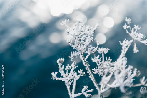 Frosted plants on the shore of lake at sunrise. Winter nature background