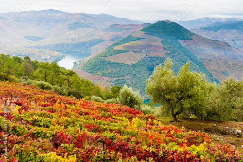 Colorful autumn vineyards in Douro river valley in Portugal.