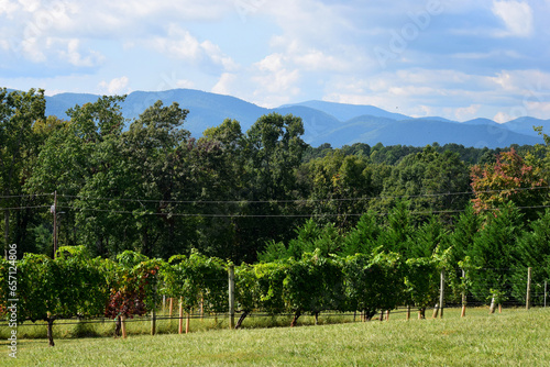 Vineyards at Dahlonega  Georgia with mountains in the background.