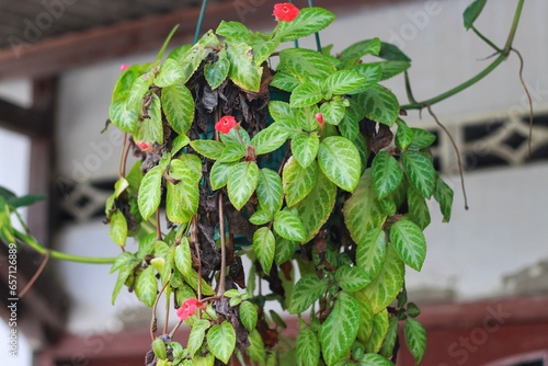 Green Episcia cupreata. Episcia cupreata is a plant species in the family Gesneriaceae that is found from Central America. photo