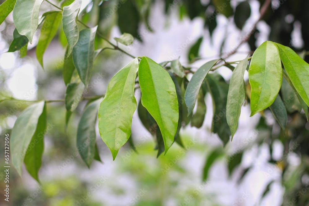 The leaves of gnetum gnemon (also called gnemon, melinjo, belinjo, kuliat, culiat, bago, bigo and padi oats, paddy oats) leaves with a natural background The leaves of gnetum gnemon (also called gnemon, melinjo, belinjo, kuliat, culiat, bago, bigo and padi oats, paddy oats) leaves with a natural background