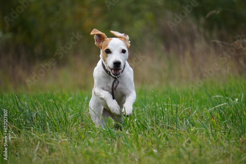 jack russell terrier running grass