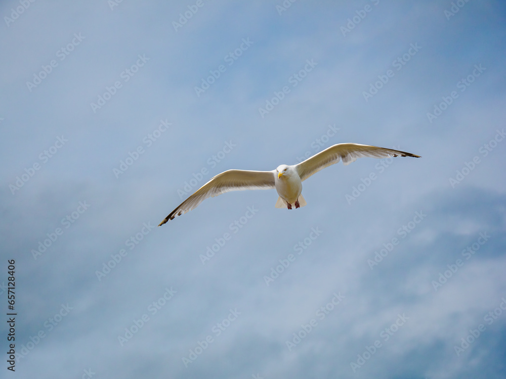 a flying white bird against the cloudy sky a flying white bird against the cloudy sky