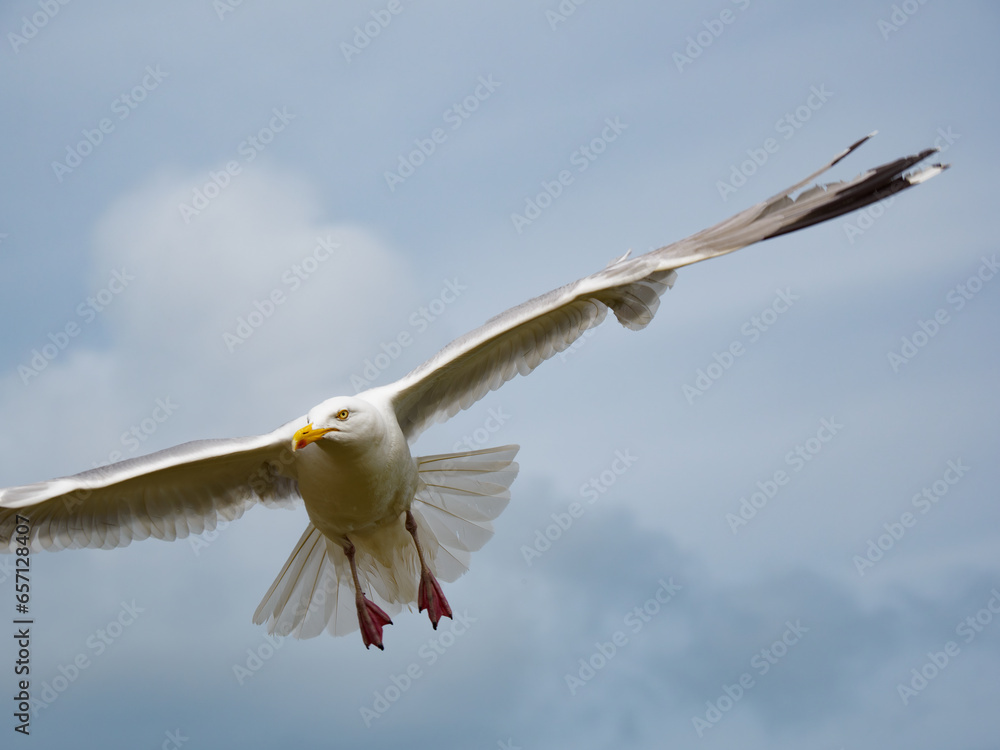 a flying white bird against the cloudy sky a flying white bird against the cloudy sky