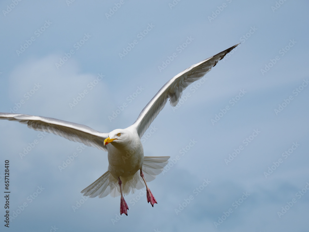 a flying white bird against the cloudy sky a flying white bird against the cloudy sky