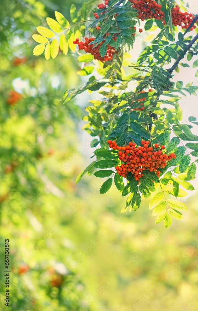 red rowan berries on tree branch, abstract natural green background. Summer or fall season. harvest time. autumn landscape