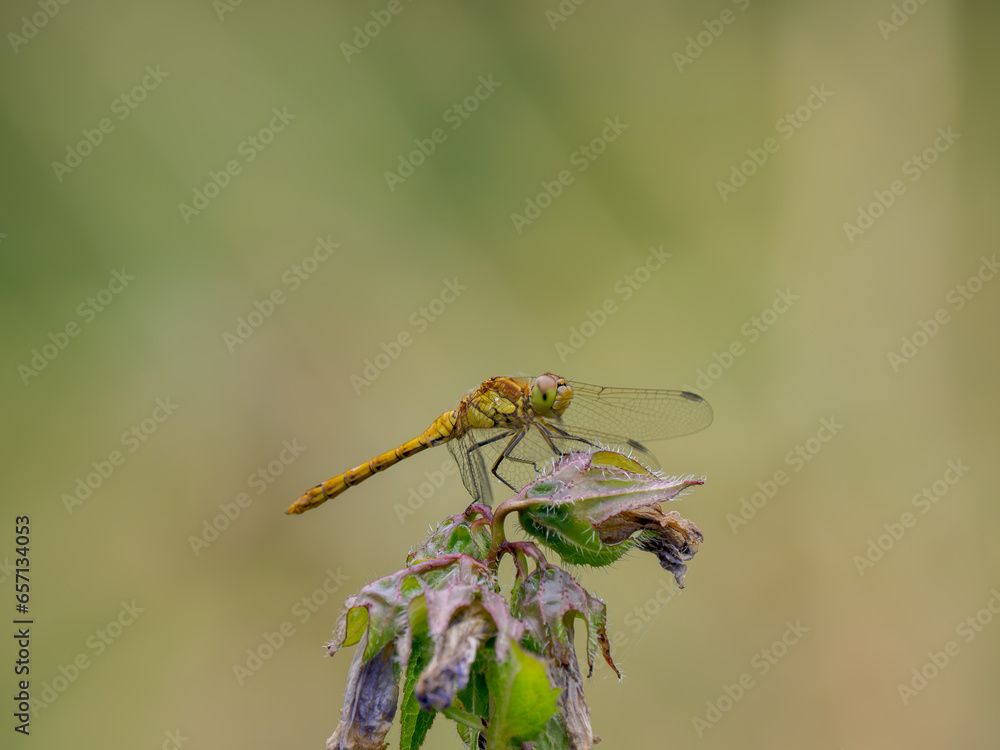 Common Darter Resting on a Plant Common Darter Resting on a Plant
