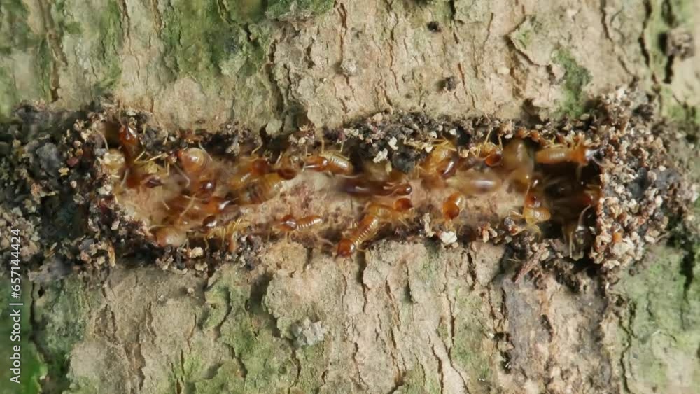 Blind termites colony build the broken nest seen from the top Blind termites colony build the broken nest seen from the top