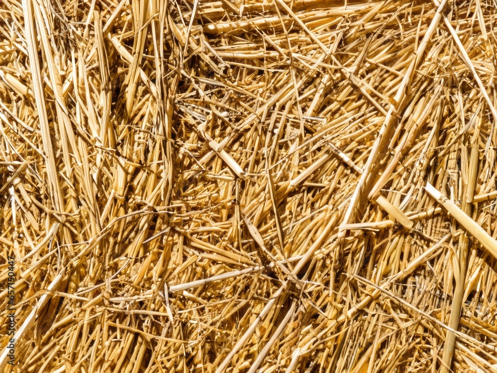 Fototapeta premium large amounts of straw background