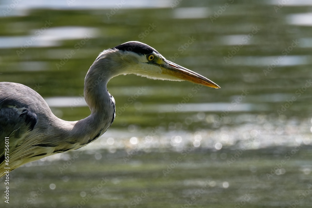 Fototapeta premium héron cendré - Ardea cinerea - oiseaux 