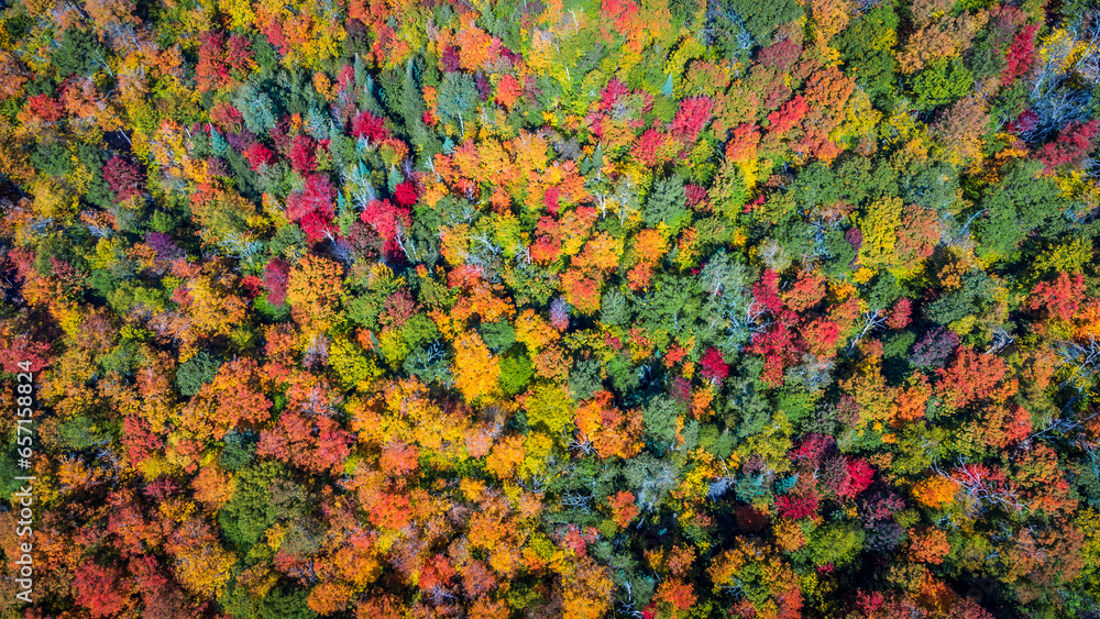 Topdown aerial view of multicolour autumn forest, Ripond, Quebec, Canada