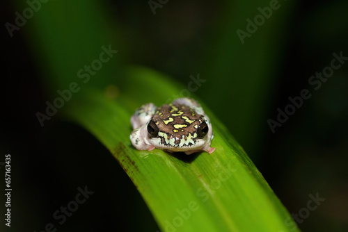 Beautiful colour pattern of a cute painted reed frog/ marbled reed frog (Hyperolius marmoratus)	
