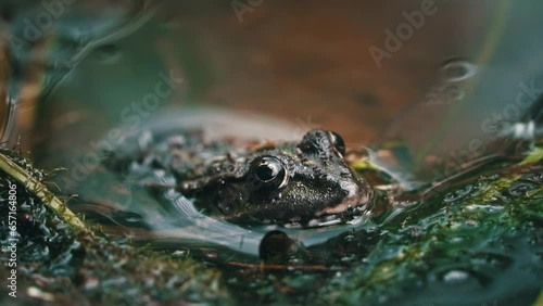 Green frog sits in a swamp close-up. Frog in the pool on floating aquatic plants, in water of different levels, close-up. Toads and frogs near the water in a pond on a spring day. photo