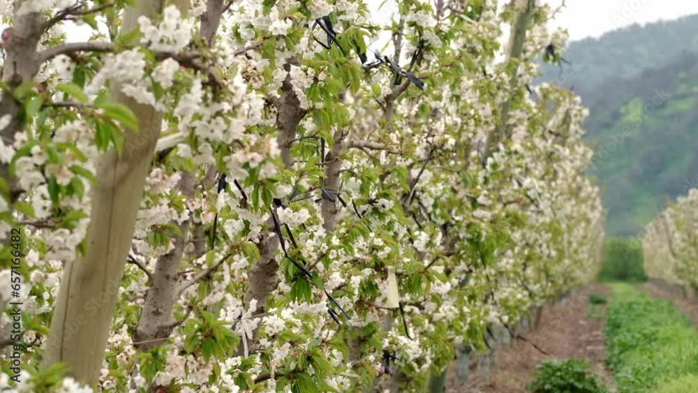 cherry trees in blossom in a field cherry trees in blossom in a field