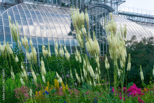 white baneberry inflorescences in a flower garden against the background of a large ancient palm greenhouse photo