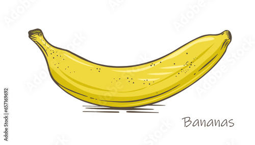 Banana sketch on white background vector illustration