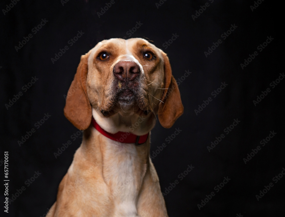 cute dog on an isolated background cute dog on an isolated background